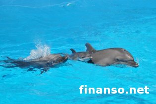 Власти Крыма арестовали всех морских животных местного дельфинария