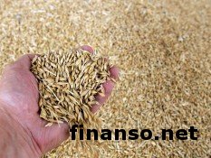 В 2020 году Украина экспортирует 41 млн. тонн зерновых - Минагрополитики