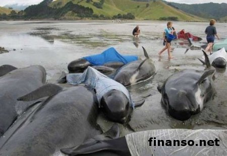 На восточное побережье США массово выбрасываются дельфины