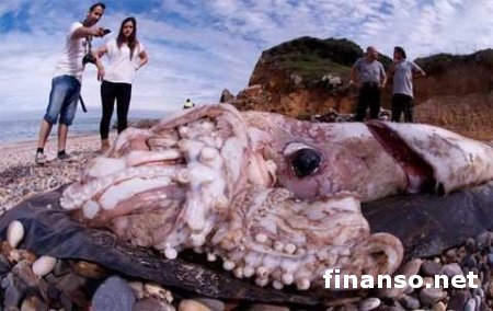 На пляже в Испании обнаружили 4-метрового “монстра”