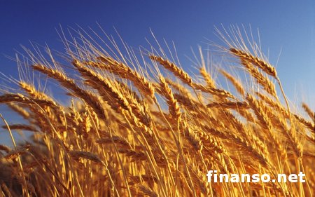 Украина по экспорту зерновых может занять второе место в мире - Янукович